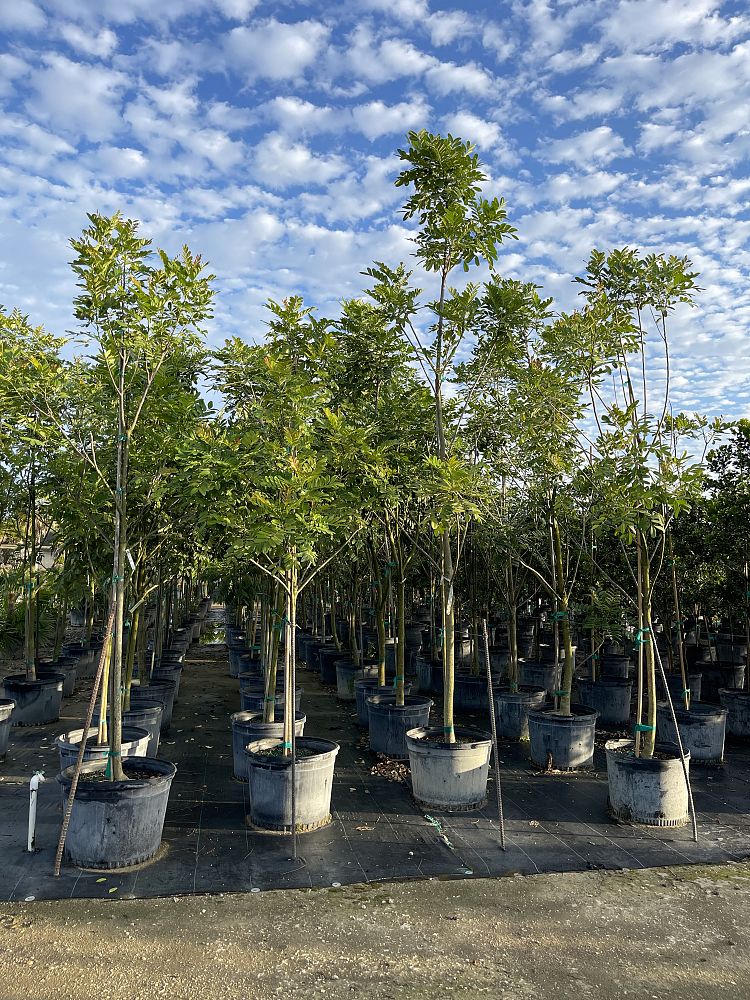 simarouba-glauca-paradise-tree