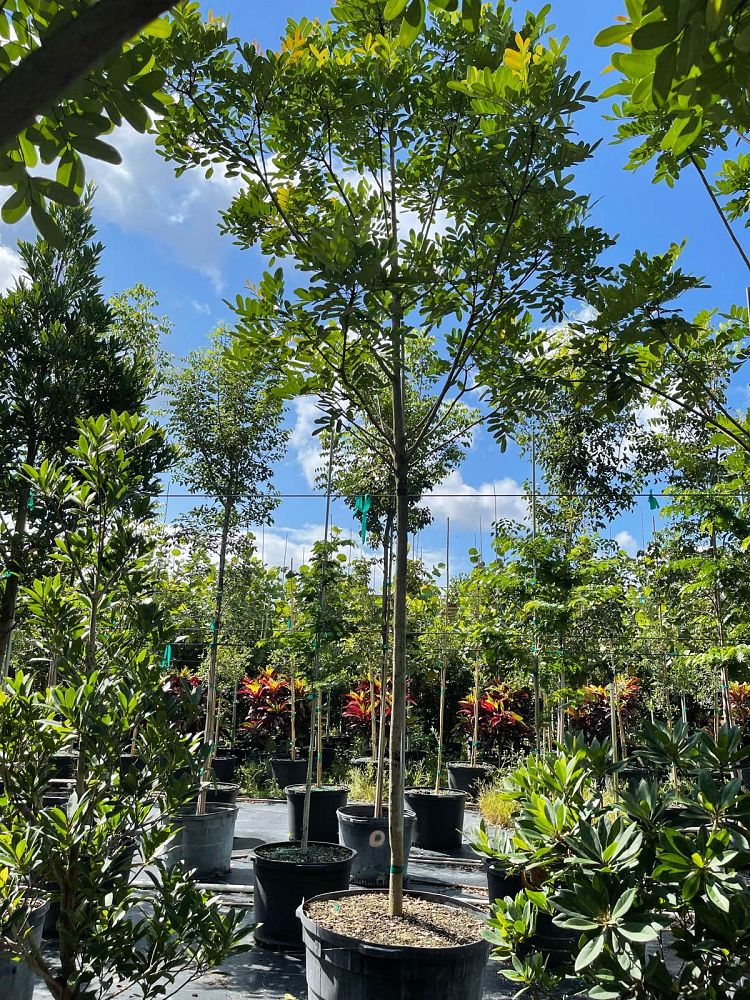 simarouba-glauca-paradise-tree