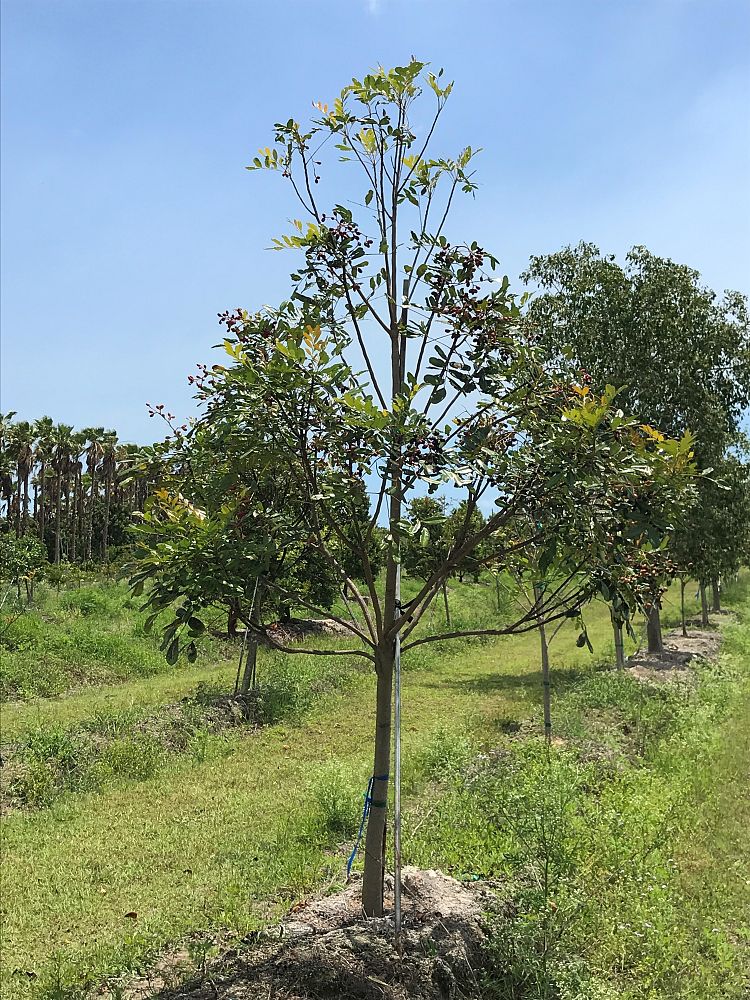 simarouba-glauca-paradise-tree