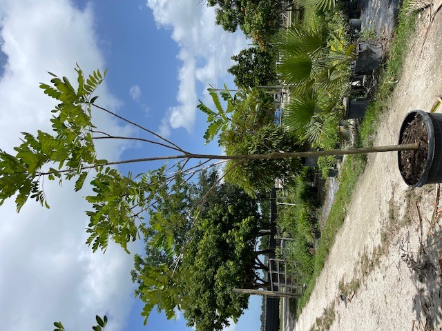 simarouba-glauca-paradise-tree