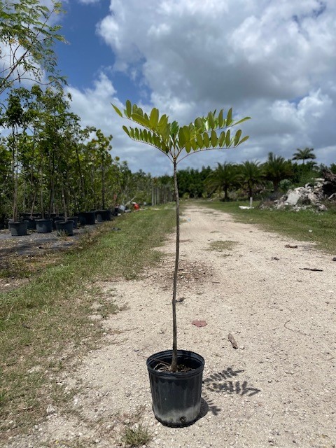 simarouba-glauca-paradise-tree