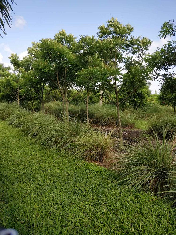 simarouba-glauca-paradise-tree