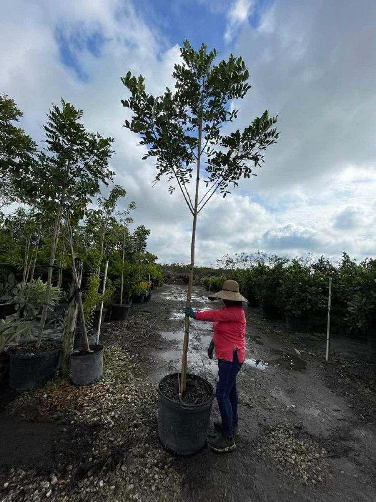 simarouba-glauca-paradise-tree