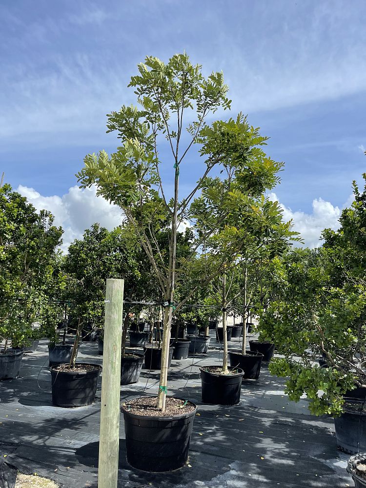 simarouba-glauca-paradise-tree