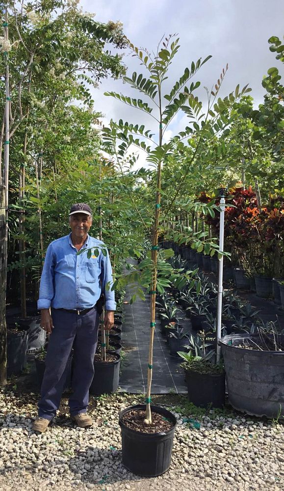 simarouba-glauca-paradise-tree