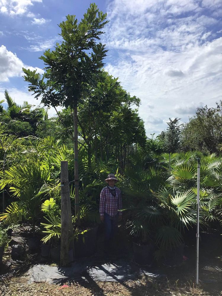 simarouba-glauca-paradise-tree