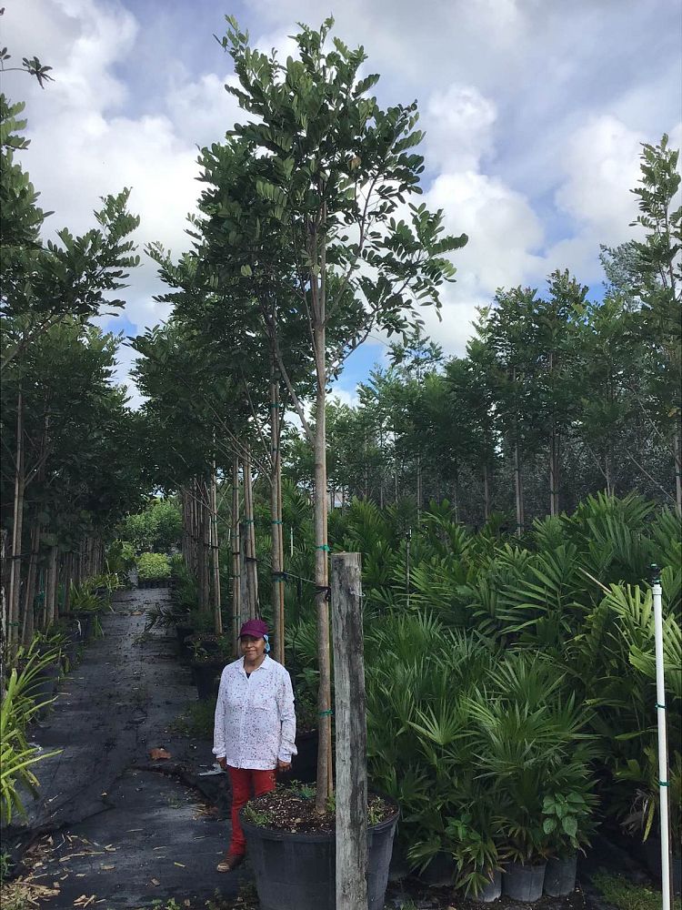 simarouba-glauca-paradise-tree