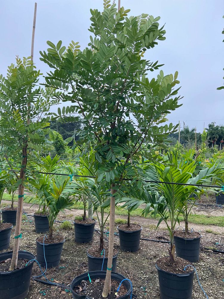 simarouba-glauca-paradise-tree