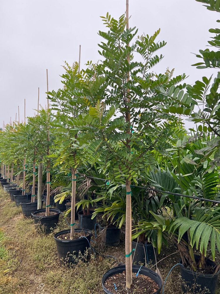 simarouba-glauca-paradise-tree