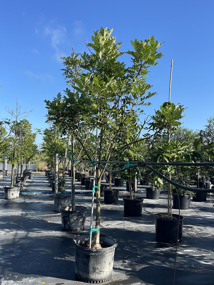 simarouba-glauca-paradise-tree