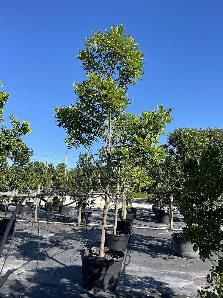 simarouba-glauca-paradise-tree