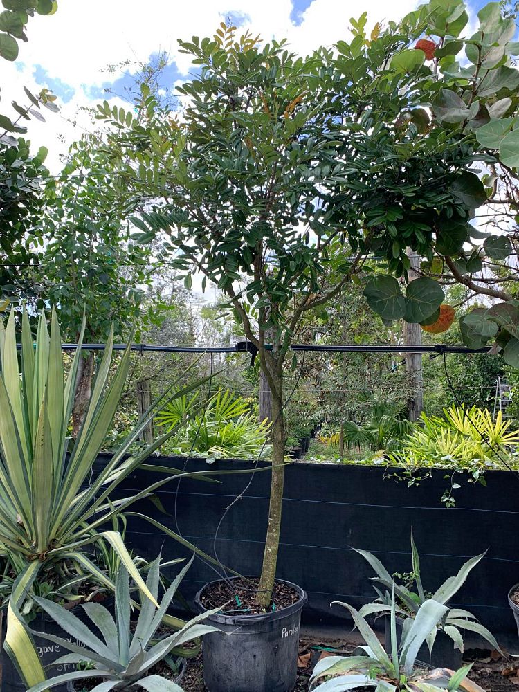 simarouba-glauca-paradise-tree