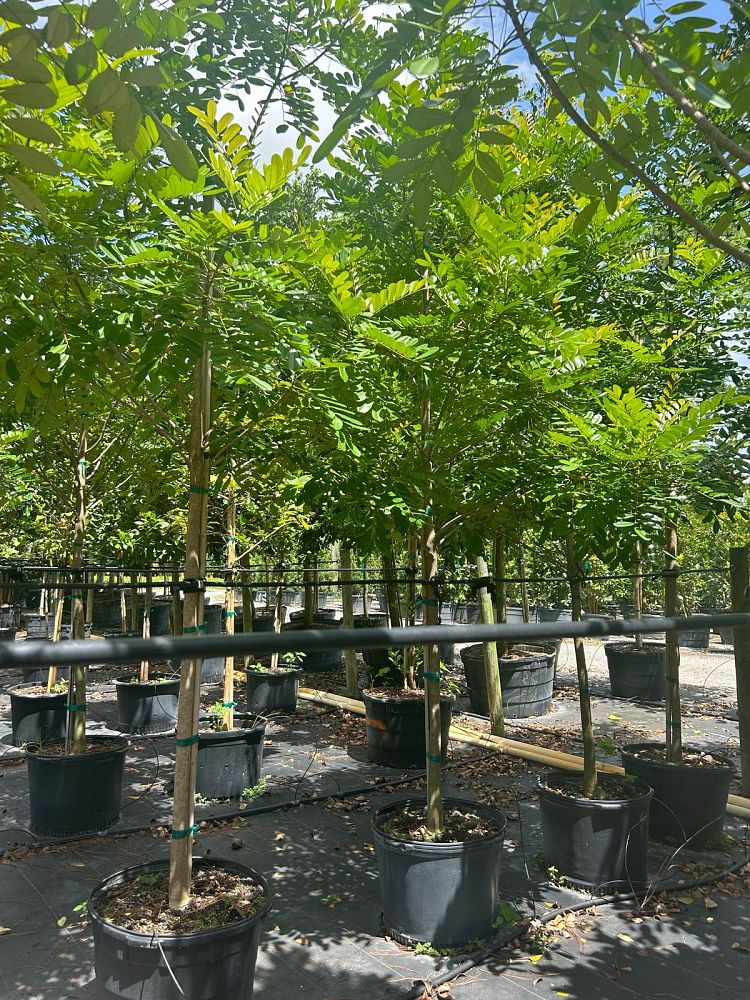 simarouba-glauca-paradise-tree