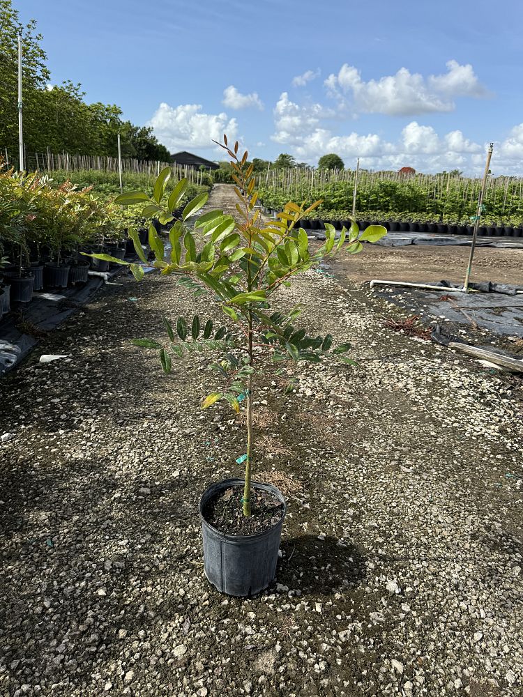 simarouba-glauca-paradise-tree