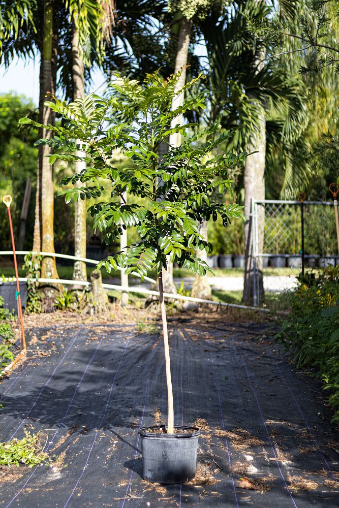 simarouba-glauca-paradise-tree