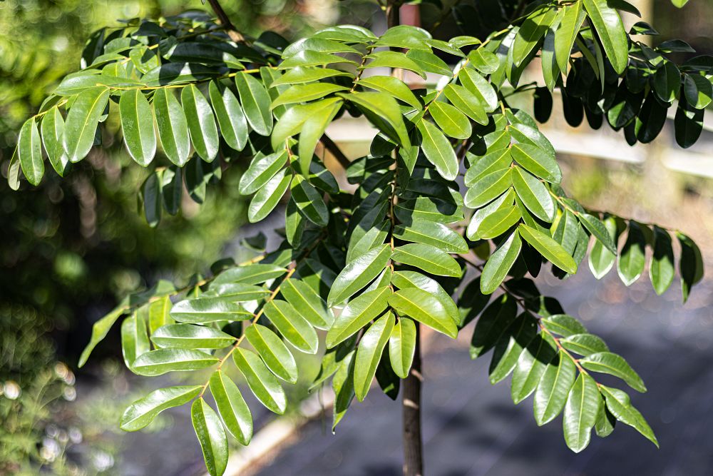 simarouba-glauca-paradise-tree