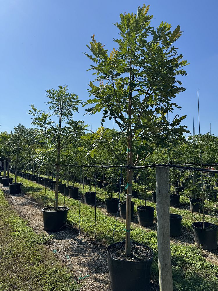 simarouba-glauca-paradise-tree