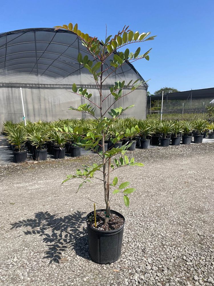 simarouba-glauca-paradise-tree
