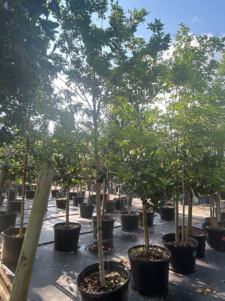 simarouba-glauca-paradise-tree
