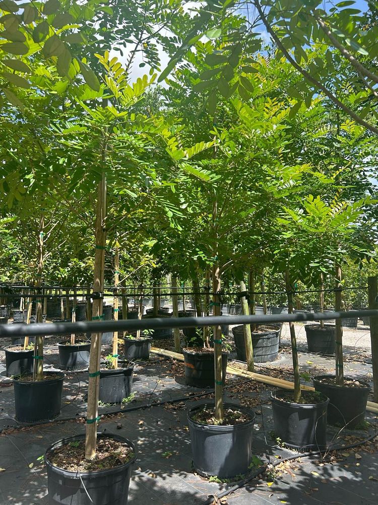 simarouba-glauca-paradise-tree