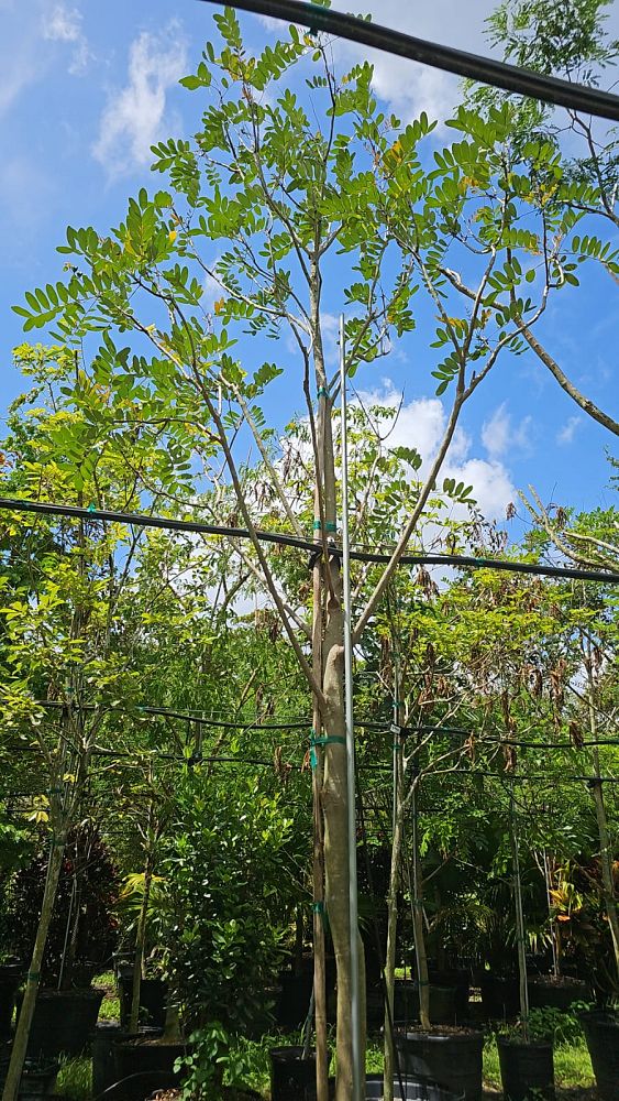 simarouba-glauca-paradise-tree