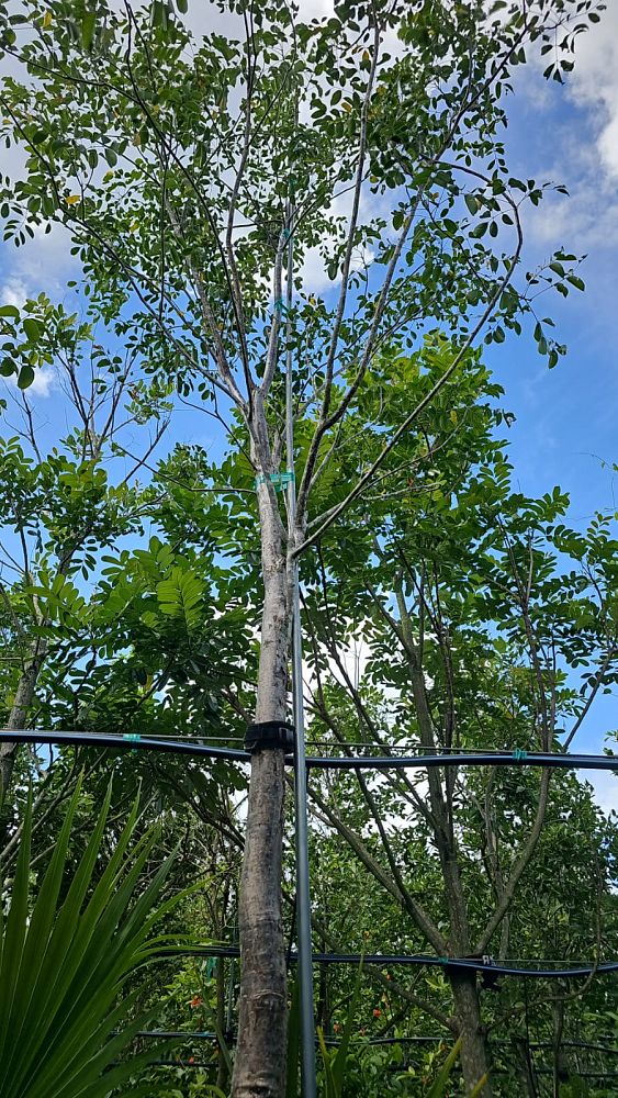 simarouba-glauca-paradise-tree