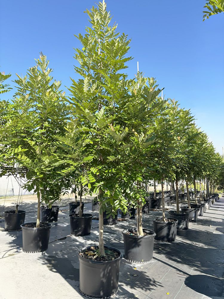 simarouba-glauca-paradise-tree