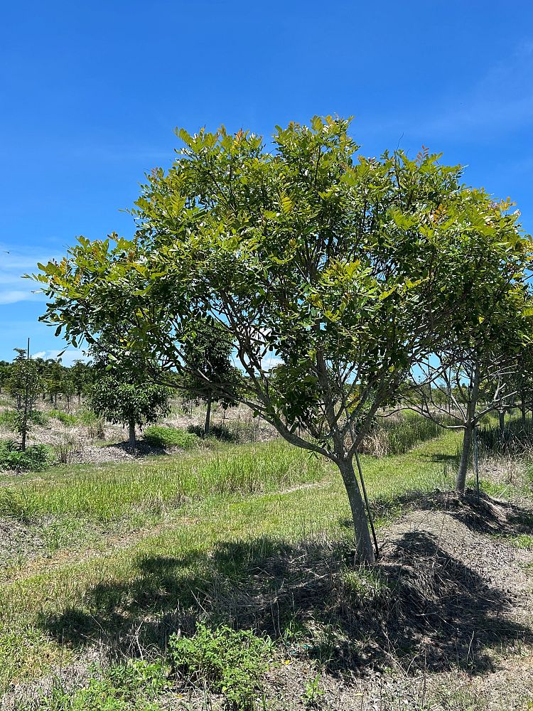 simarouba-glauca-paradise-tree