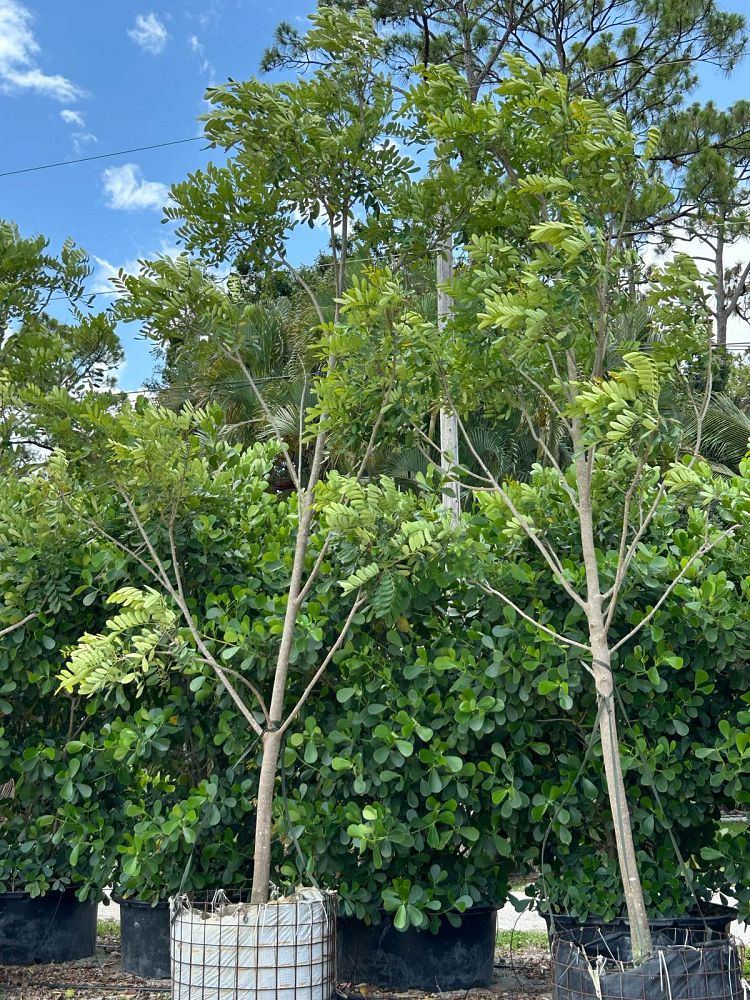simarouba-glauca-paradise-tree