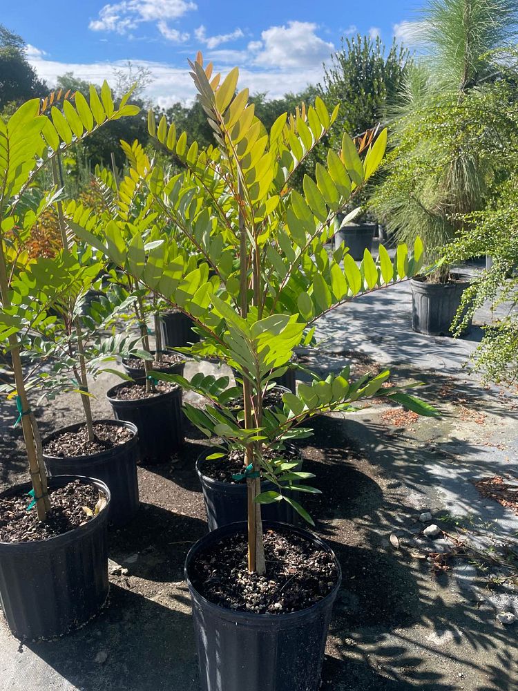 simarouba-glauca-paradise-tree