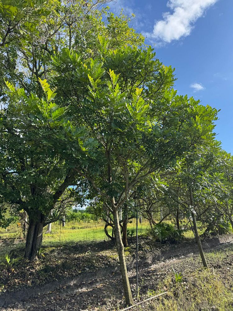 simarouba-glauca-paradise-tree