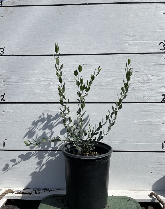 simmondsia-chinensis-jojoba