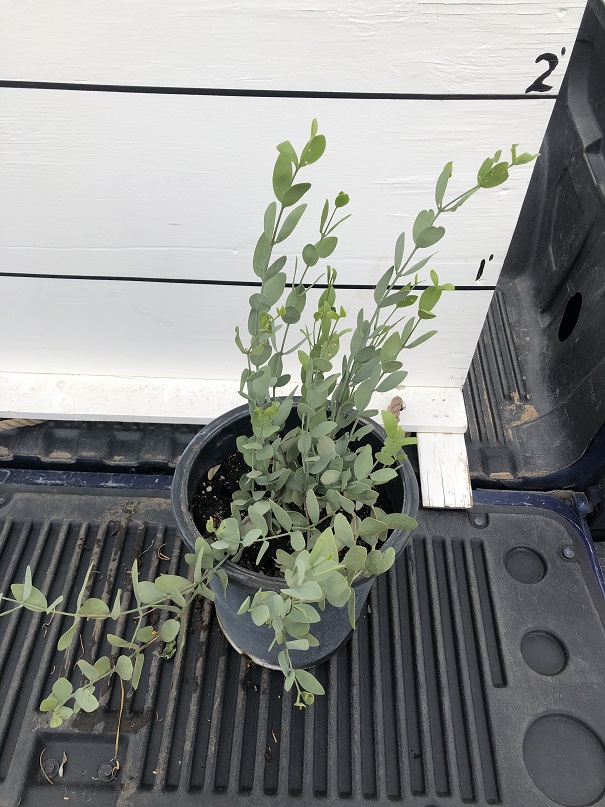 simmondsia-chinensis-jojoba