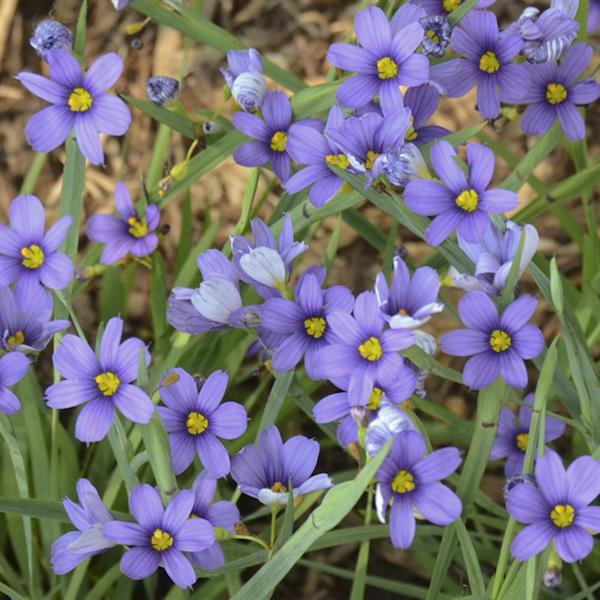 sisyrinchium-angustifolium-lucerne-blue-eyed-grass