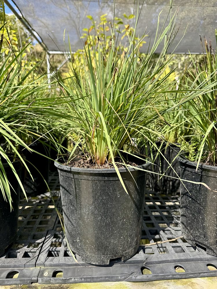 sisyrinchium-angustifolium-lucerne-blue-eyed-grass