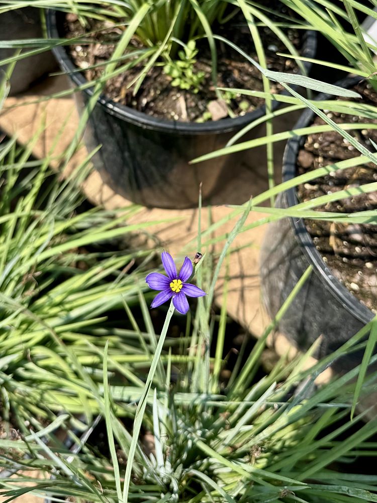 sisyrinchium-angustifolium-lucerne-blue-eyed-grass