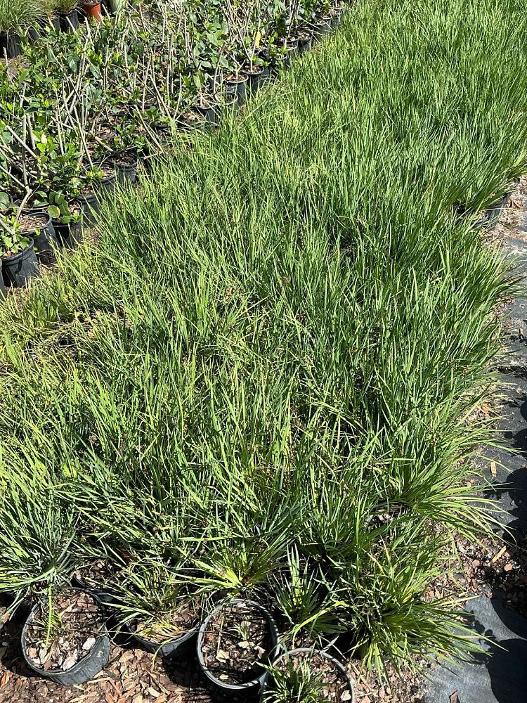 sisyrinchium-angustifolium-sassy-grass-trade-sisyrinchium