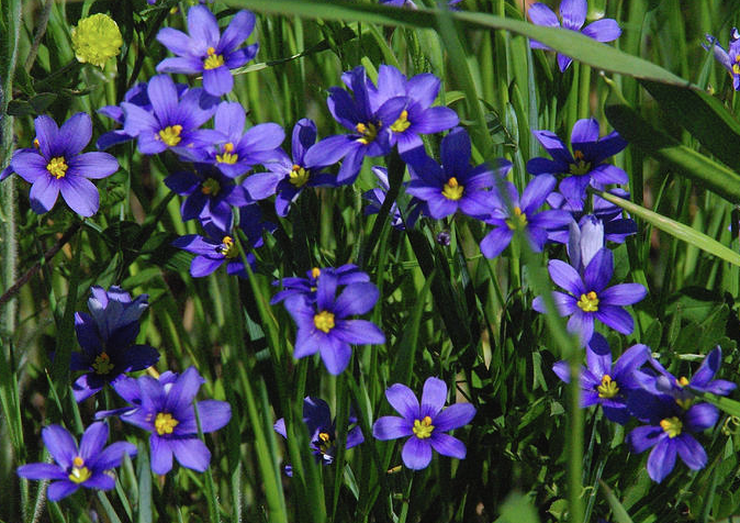 sisyrinchium-angustifolium-sassy-grass-trade-sisyrinchium