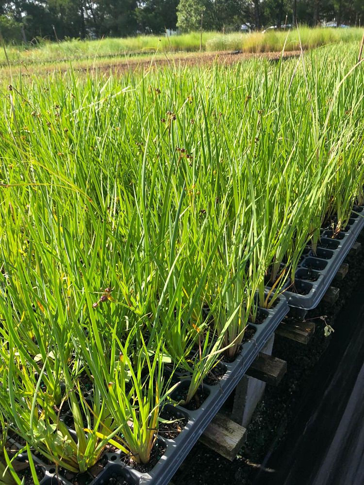 sisyrinchium-angustifolium-sassy-grass-trade-sisyrinchium