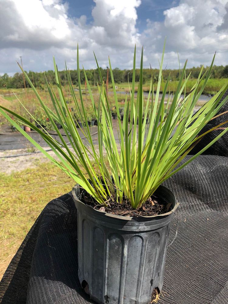 sisyrinchium-angustifolium-sassy-grass-trade-sisyrinchium