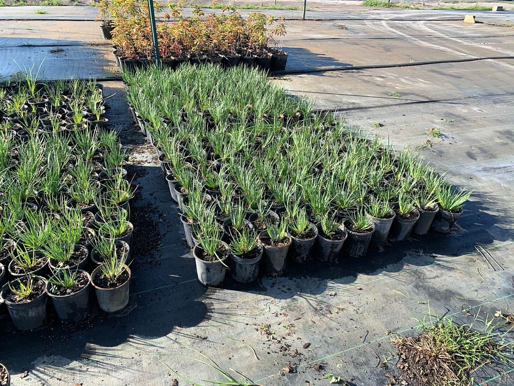 sisyrinchium-angustifolium-sassy-grass-trade-sisyrinchium