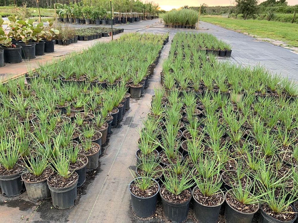 sisyrinchium-angustifolium-sassy-grass-trade-sisyrinchium