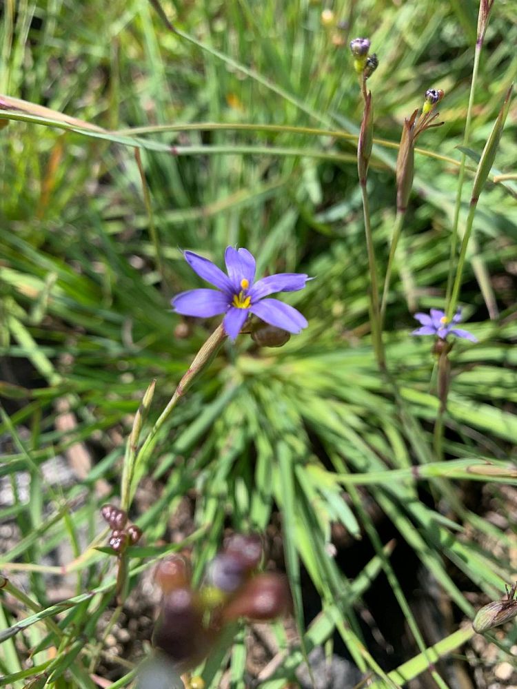 sisyrinchium-angustifolium-sassy-grass-trade-sisyrinchium