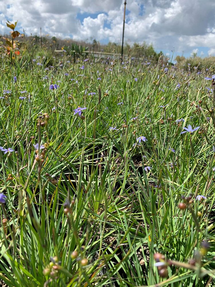 sisyrinchium-angustifolium-sassy-grass-trade-sisyrinchium