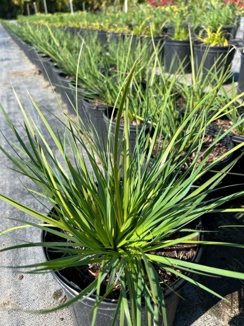 sisyrinchium-angustifolium-sassy-grass-trade-sisyrinchium