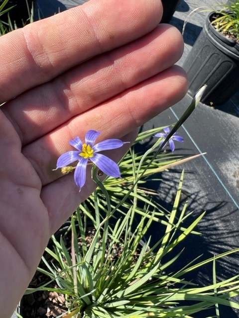 sisyrinchium-angustifolium-sassy-grass-trade-sisyrinchium