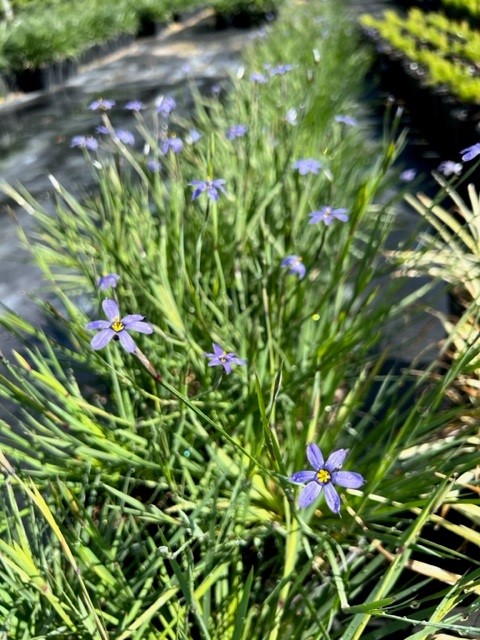 sisyrinchium-angustifolium-sassy-grass-trade-sisyrinchium