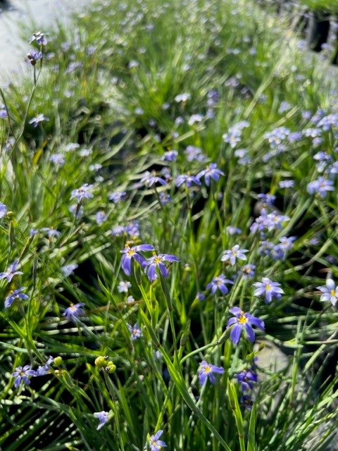 sisyrinchium-angustifolium-sassy-grass-trade-sisyrinchium