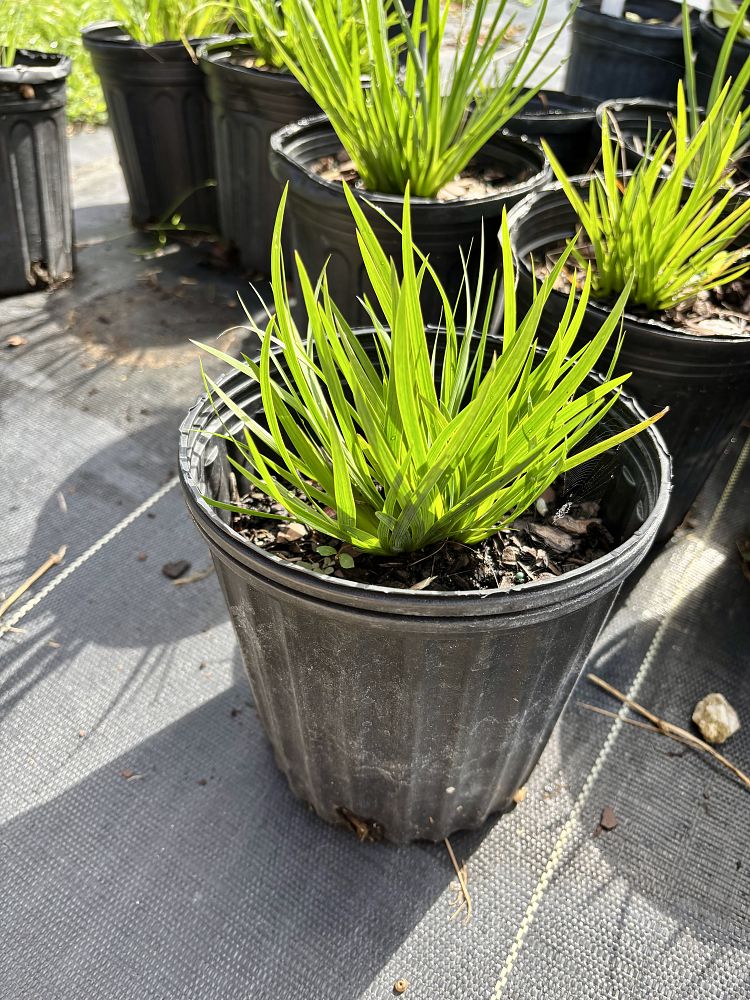 sisyrinchium-angustifolium-suwannee-blue-eyed-grass