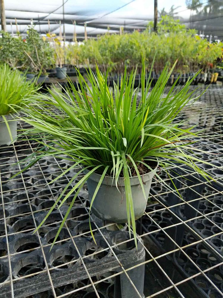 sisyrinchium-bellum-blue-eyed-grass
